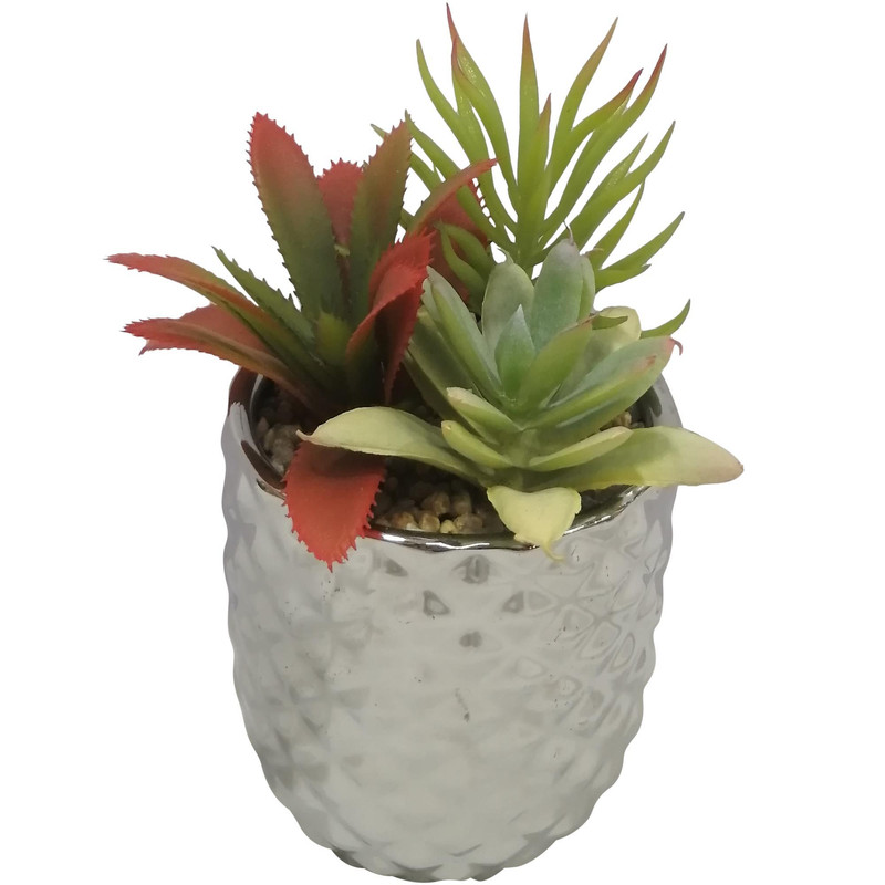SUCULENTA ART. C/POTE 8X8X16C