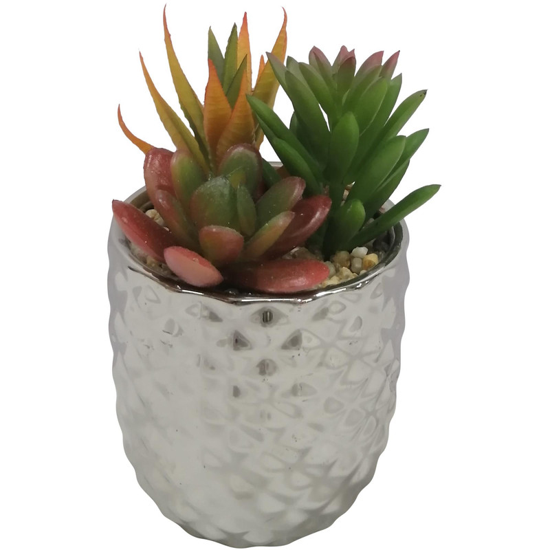 SUCULENTA ART. C/POTE 8X8X16CM